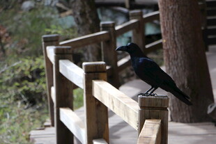 木栏杆上的黑鸟