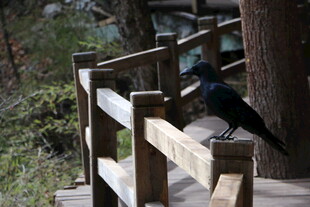 木栈道上的黑鸟