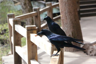 两只乌鸦立于木栏杆上