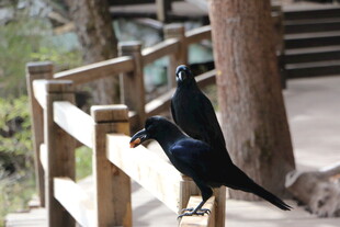 两只黑鸟立于木栏处