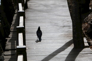 独行于石阶的身影