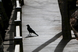 小路上的独行鸟