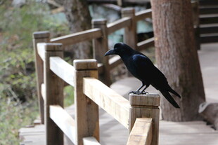 木栏上的黑鸟