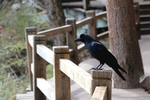 木栈道上的黑鸟