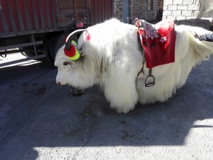 装饰华丽的白色牦牛
