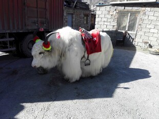 装饰牦牛站立于户外