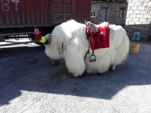 身披鞍具的白色牦牛