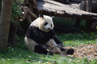 熊猫悠闲坐于草地