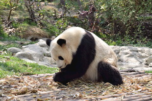 熊猫于户外低头专注进食