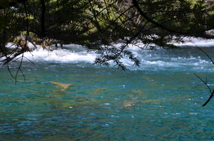 清澈溪流与岸边葱郁林木