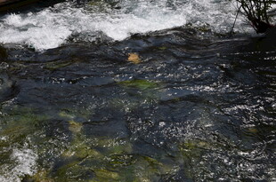 潺潺溪流中的灵动景象