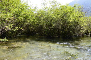 溪边繁茂的绿色灌木丛