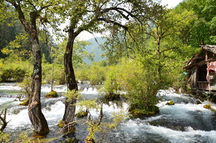 溪边葱郁树木与古朴小屋