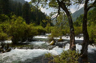 山间湍急溪流与葱郁林木
