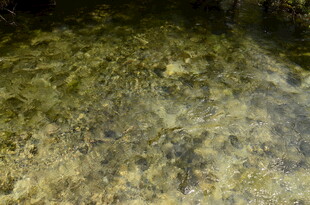 清澈水底的沙石纹理