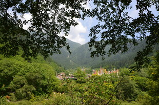 山林间的绿意景致