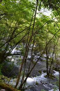 山林间潺潺溪流的自然美景