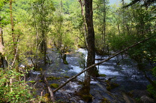 森林中的潺潺溪流