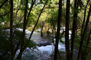 林间溪流 绿意盎然的景致