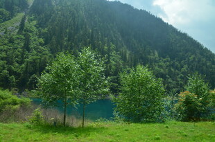 山间碧湖旁的葱郁树林