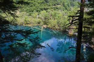 森林中的梦幻蓝湖