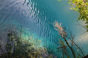 清澈湖水与岸边植物景观