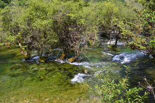 山间溪流 绿意盎然的景致