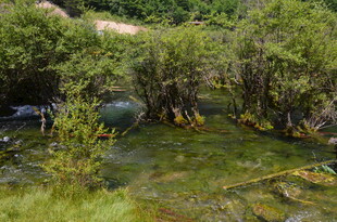 溪边葱郁草木与潺潺流水