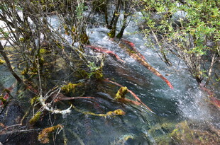 山间清澈溪流与繁茂植被