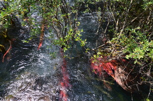 山间溪流旁的绿植与红叶