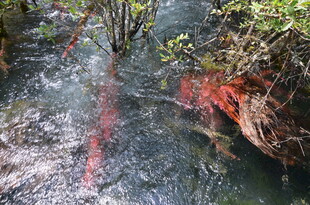 山间溪流中的红叶与枯枝