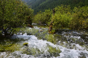 山间溪流穿林而过