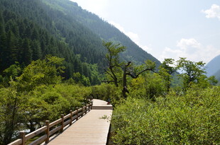 山间木栈道 绿意环绕美景