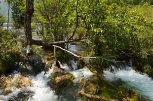 山间溪流旁的自然景致