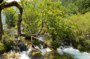 山间溪流旁的繁茂绿植