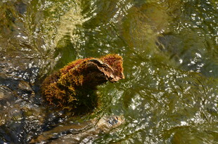 水中的毛茸茸物体