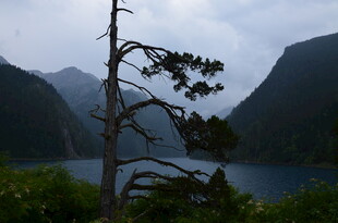 湖畔孤松伴青山