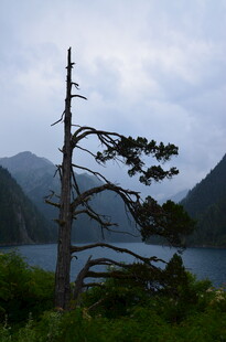 湖畔孤松 远山云雾景致