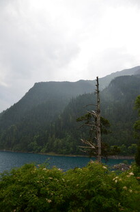 湖畔枯树与远山美景