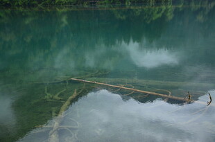 清澈湖底的漂浮枯木