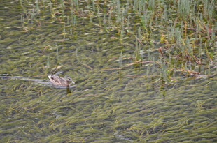 水中游弋的野鸭