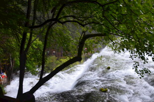 湍急水流旁的葱郁树木