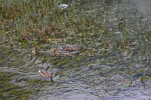 湿地浅滩中的水生植物