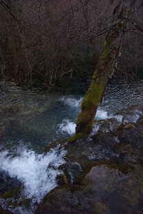 山间溪流与倾斜树干景观