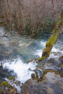 山间溪流潺潺 枯木相伴