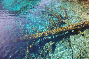 水下枯木的奇幻光影世界