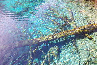 水下枯木的奇幻景象