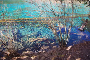 清澈水域旁的枯木景观