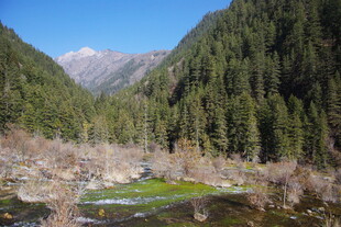 山间森林溪流美景