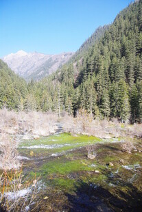 山间溪流旁的茂密森林